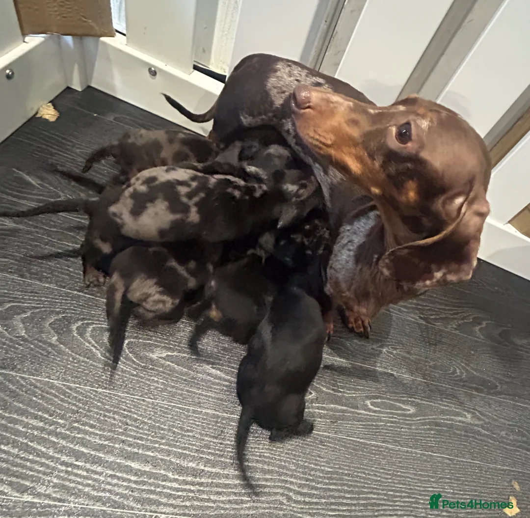 Miniature Dachshund dogs for sale: Dapple miniature dachshunds  - Advert 23