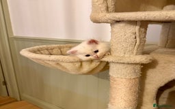 Siberian cats for sale: Pure White Siberian Boy - Image 3