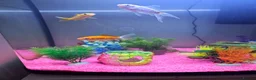 Goldfish fish for sale: Fish tank and fish for sale in Middlesbrough - Advert 2