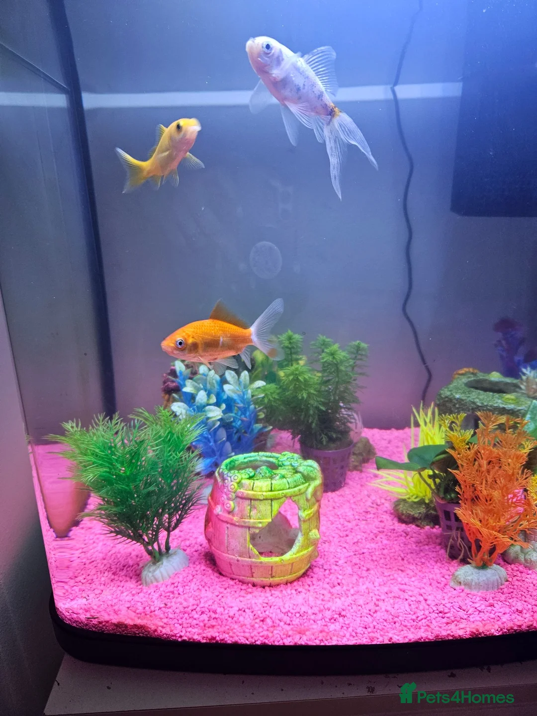 Goldfish fish for sale: Fish tank and fish for sale in Middlesbrough - Advert 2