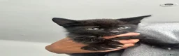 Mixed Breed cats for sale: Kittens for sale in Milton Keynes - Advert 7