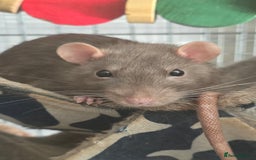Rat rodents for sale: 4 male rats rehome ( can go with cage) - Image 5