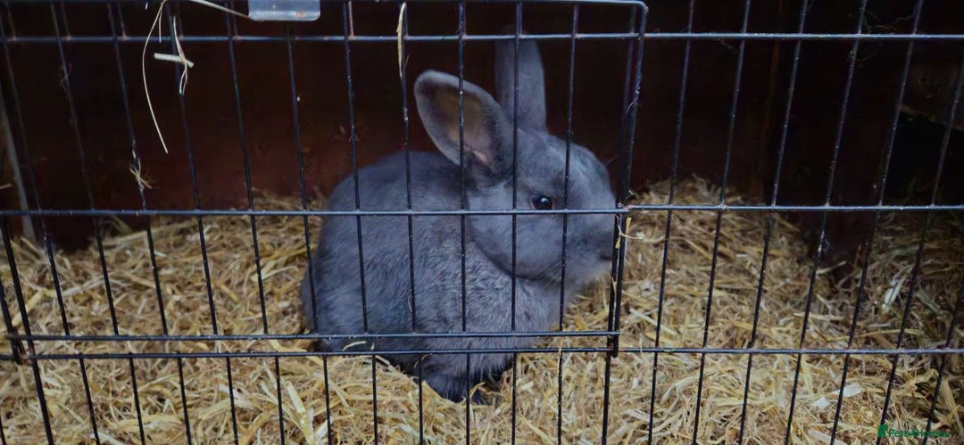 Mixed Breed rabbits for sale:  male rabbits and hutch - Image 2