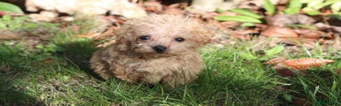 Maltipoo Puppy 3