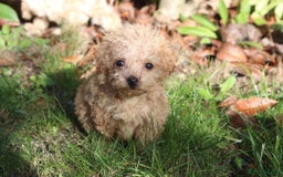 Maltipoo dogs for sale: Maltipoo Puppies  - Image 7