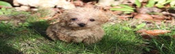 Maltipoo dogs for sale: Maltipoo Puppies  - Advert 8