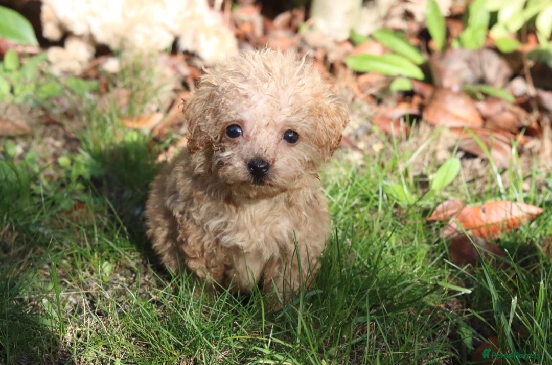 Maltipoo dogs for sale: Maltipoo Puppies  - Image 7