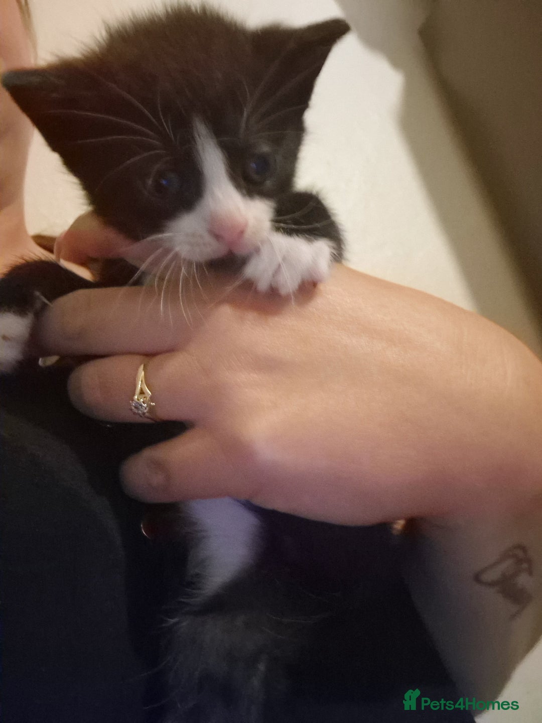 Domestic Shorthair cats for sale: Kittens for sale - Image 17