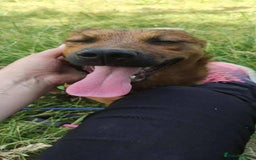 Mixed Breed dogs for adoption: Meet Jojo, currently residing in Essex - Image 6