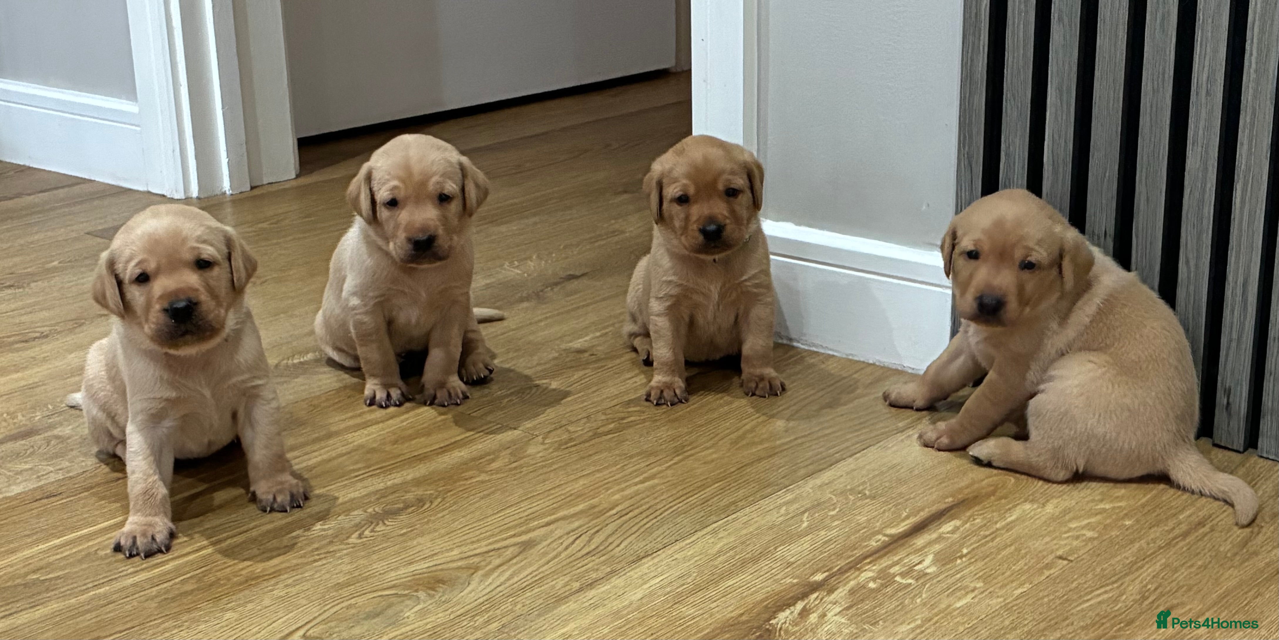 Labrador Retriever dogs Labrador Puppies  - Advert 2