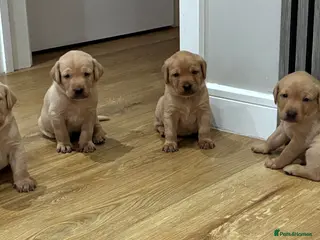 Labrador Retriever dogs Labrador Puppies - Advert 15