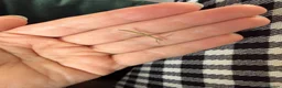 Stick Insects invertebrates for sale: Indian Stick Insect Babies in Birmingham - Advert 2