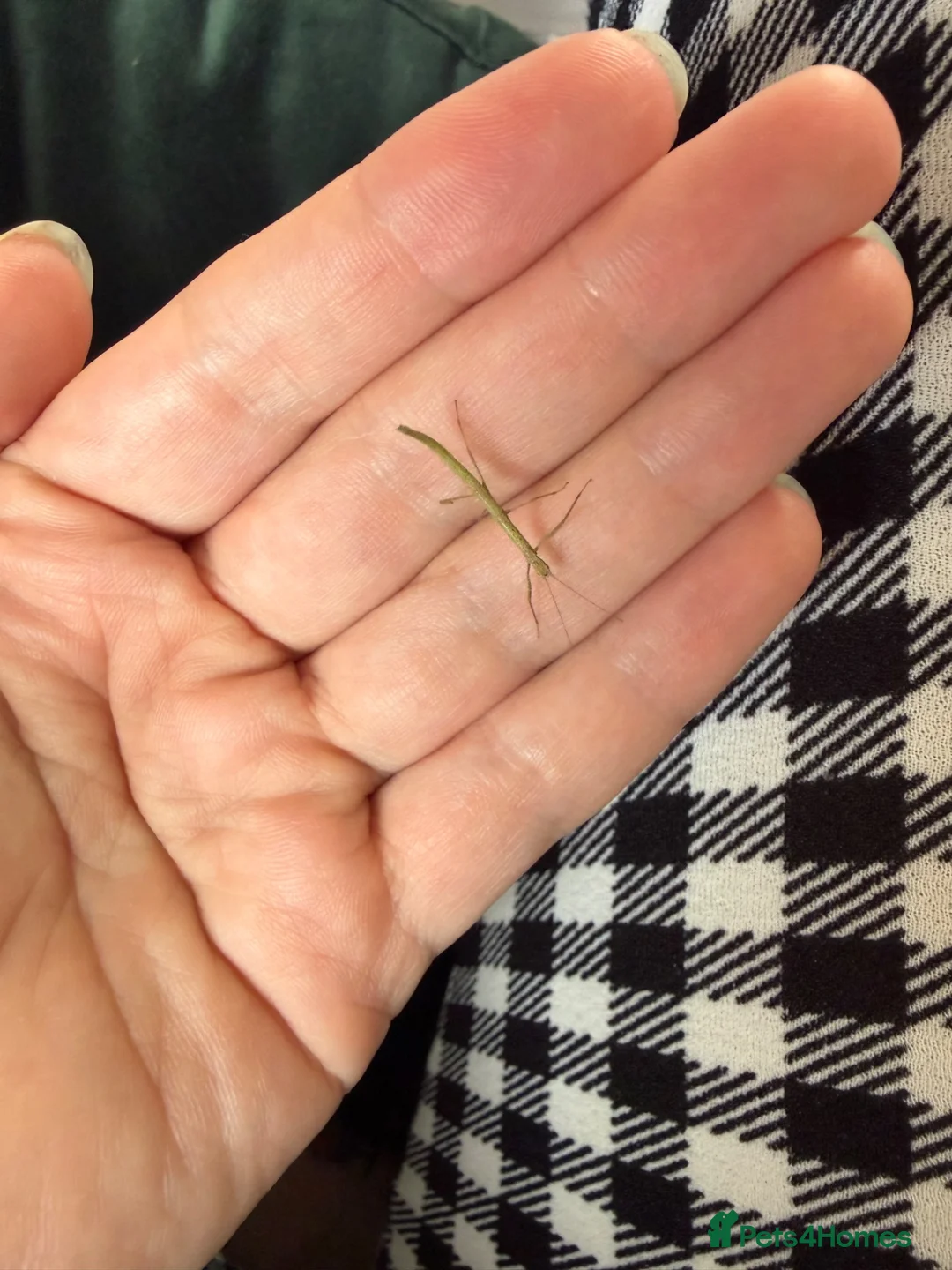 Stick Insects invertebrates for sale: Indian Stick Insect Babies in Birmingham - Advert 2