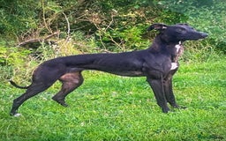 Lurcher dogs for sale: Working Lurcher  - Advert 8