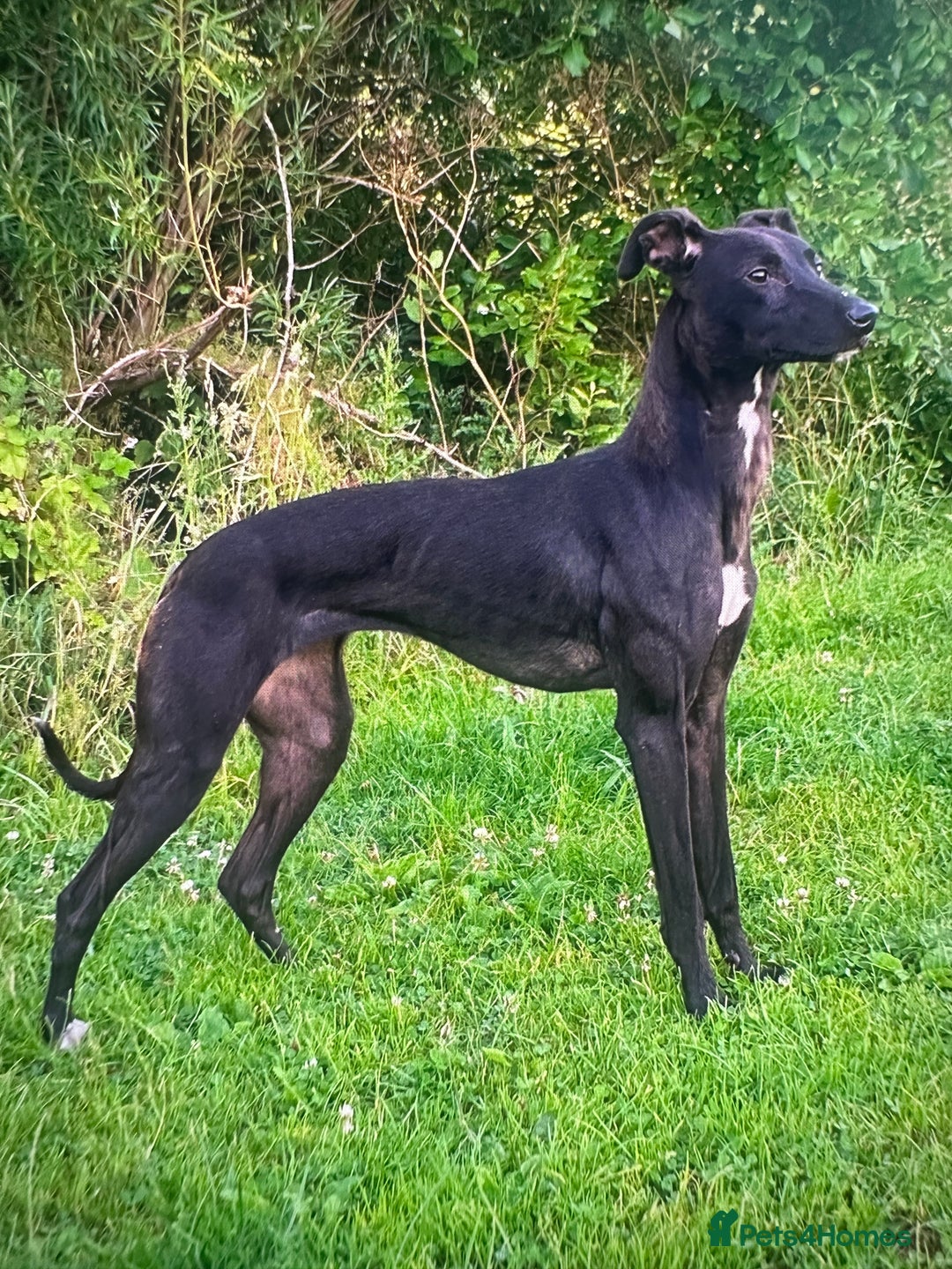 Lurcher dogs for sale: Working Lurcher  - Advert 8