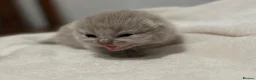 British Shorthair cats for sale: 💜❤️BSH babies , red, lilac  - Advert 6