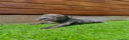 Staffordshire Bull Terrier dogs for sale: Blue Staffordshire Bull Terrier Champion Pups  - Advert 34