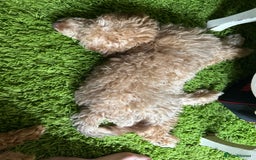Mixed Breed dogs for sale: Two Cockapoo Female Pups 6 months old  - Image 2