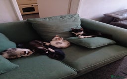 Mixed Breed cats for sale: Two kittens available  - Image 4