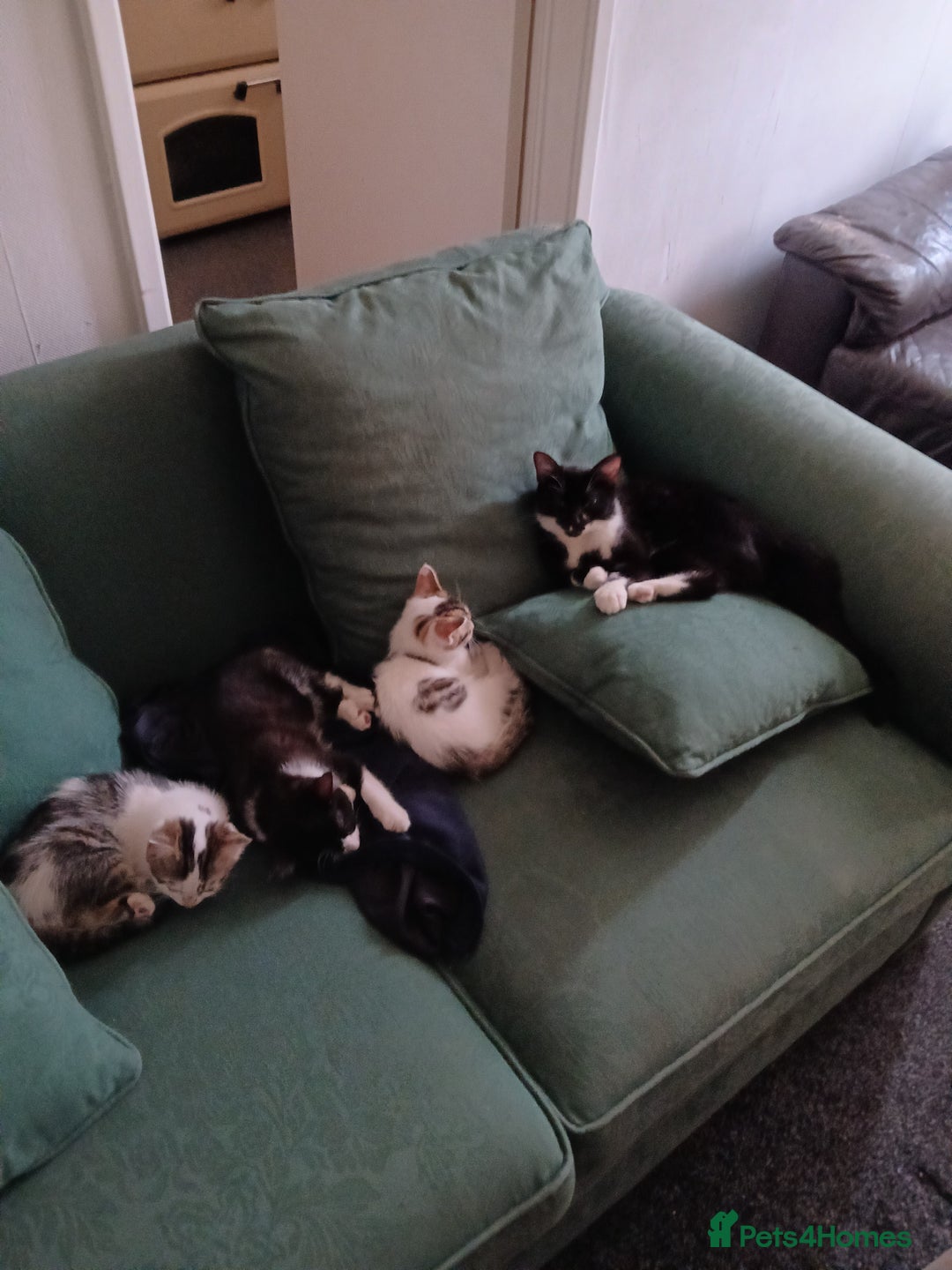 Mixed Breed cats for sale: Two kittens available  - Image 4