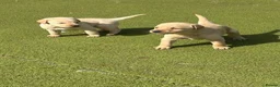 Labrador Retriever dogs for sale: Labrador puppys - Advert 4