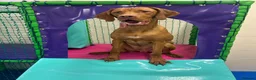 Hungarian Vizsla dogs for sale: 7 month Hungarian Vizsla  - Advert 3