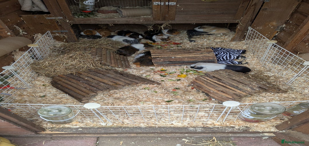 Gallery Image {{count}}