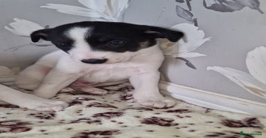 Mixed Breed dogs - Advert 1