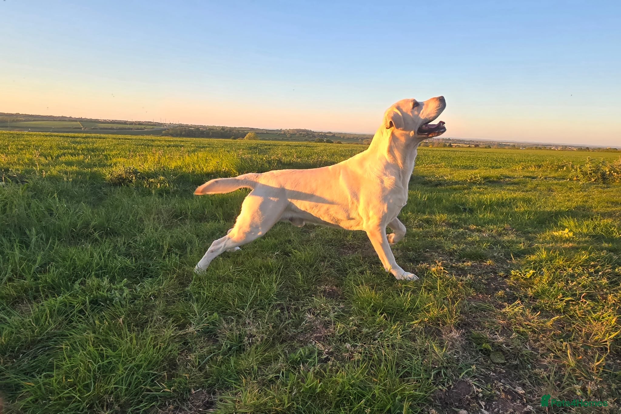 Labrador Retriever dogs White Labrador Stud Lincoln | Proven - Advert 2