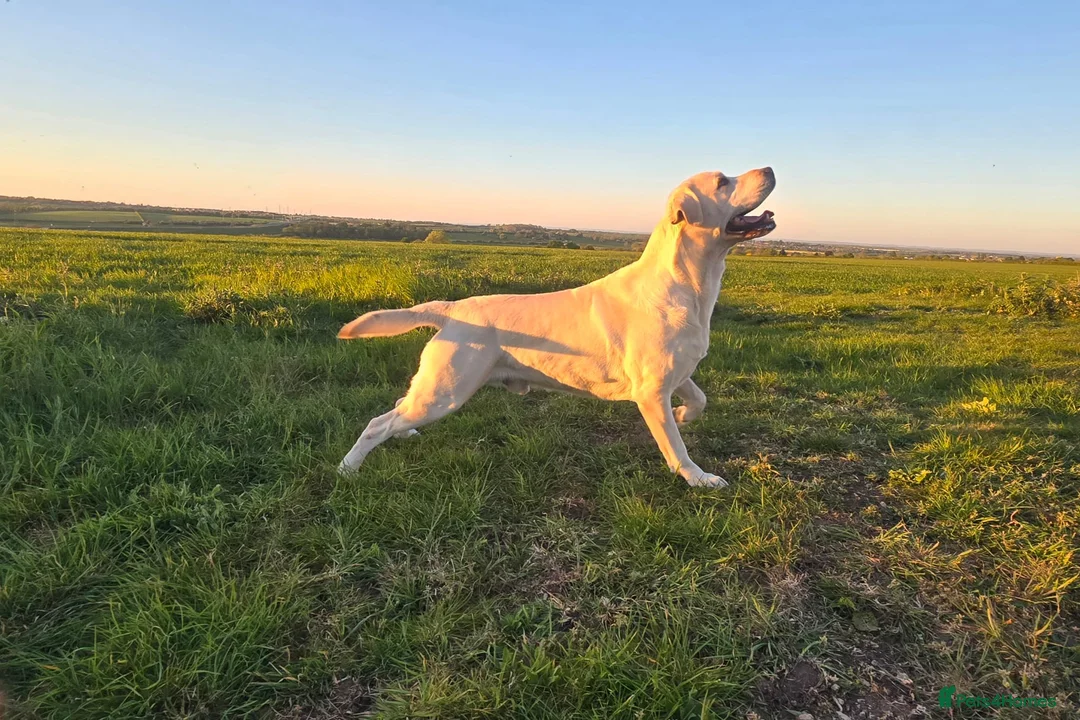Labrador Retriever dogs for stud: White Labrador Stud Lincoln | Proven - Advert 2