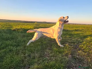 Labrador Retriever dogs White Labrador Stud Lincoln | Proven - Advert 2