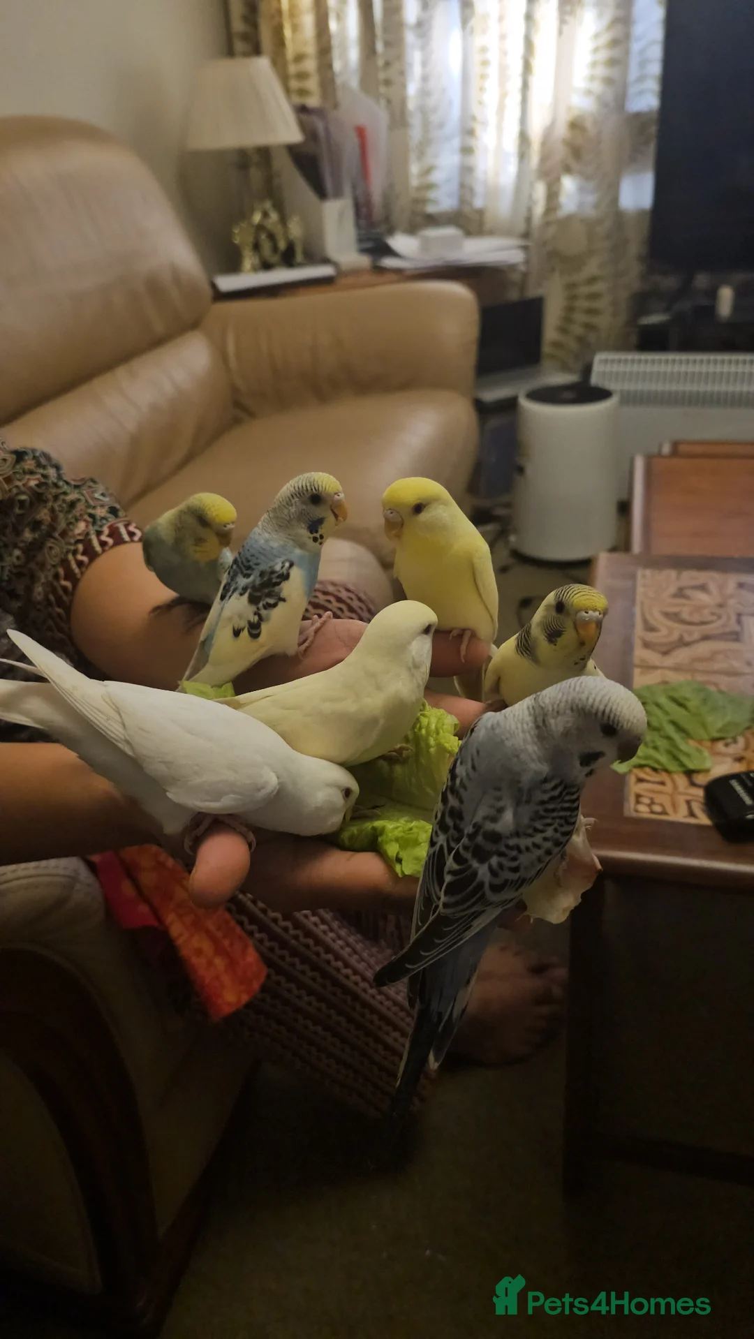 Budgerigars birds for sale: Handreared, semitamed, tamed budgies  - Advert 2