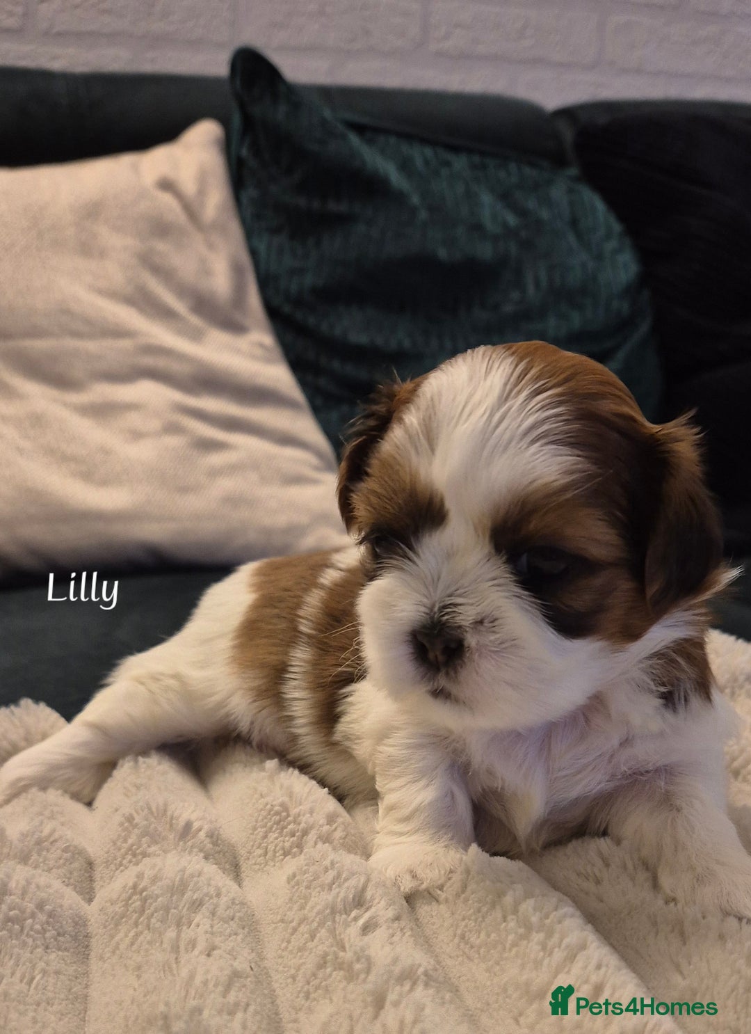 Shih Tzu dogs for sale: Beautiful shih tzu puppies  - Advert 3