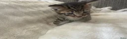 Mixed Breed cats for sale: 2 stunning boys in Liverpool - Advert 8
