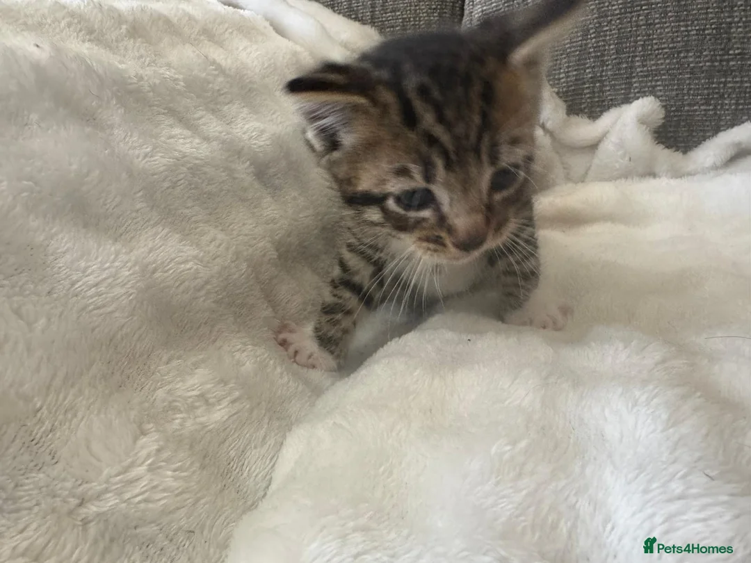 Mixed Breed cats for sale: 2 stunning boys in Liverpool - Advert 8