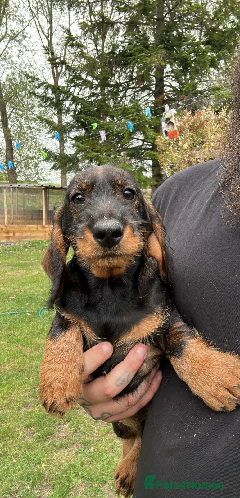 Dachshund dogs Teckel dog puppy wirehaired - Advert 20