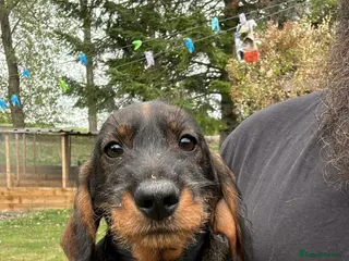 Dachshund dogs Teckel dog puppy wirehaired - Advert 20
