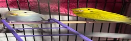 Lovebirds birds for sale: 2 budgies  in Waltham Cross - Advert 3
