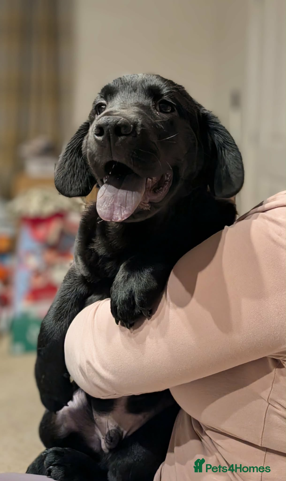 Mixed Breed dogs Cocker Spaniel cross Chow Chow puppies - Advert 6