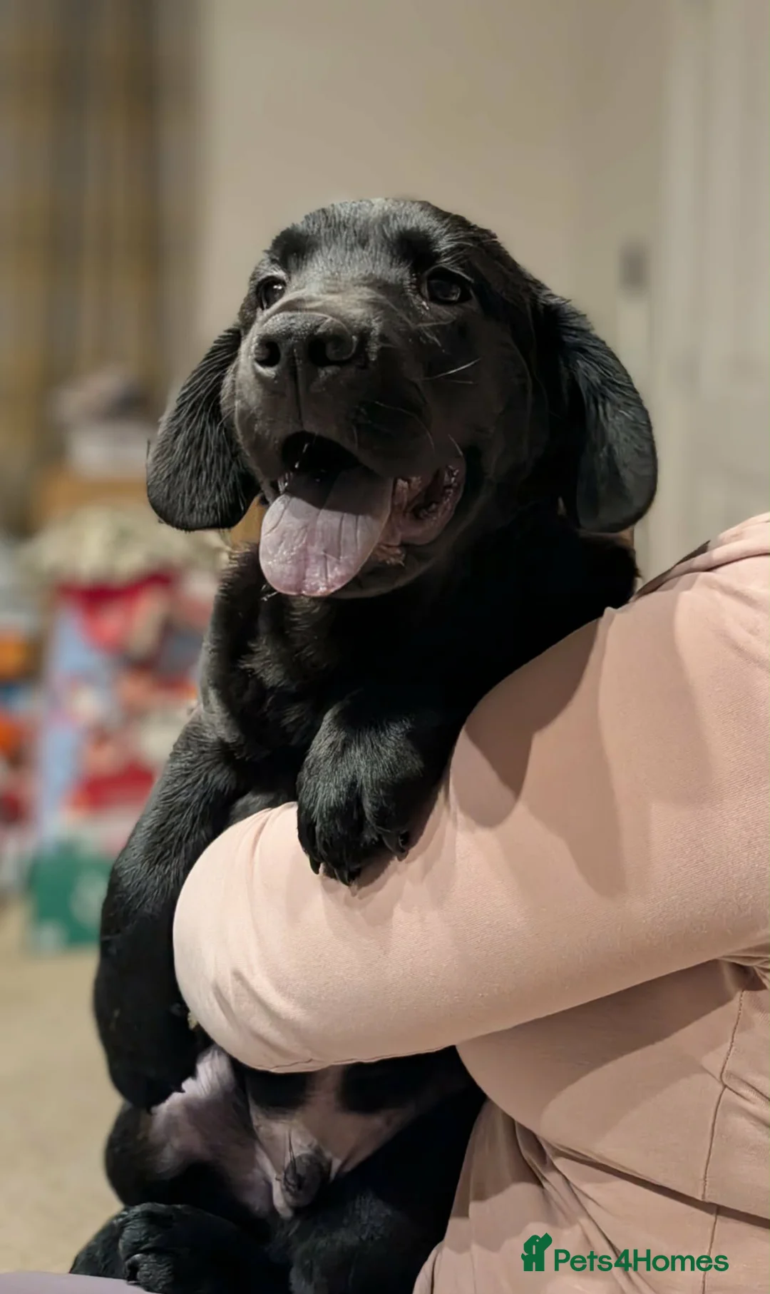 Mixed Breed dogs for sale: Cocker Spaniel cross Chow Chow puppies - Advert 1