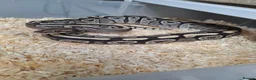 Mixed Breed reptiles for sale: Ball pythons, tarantula, African land snails - Advert 8