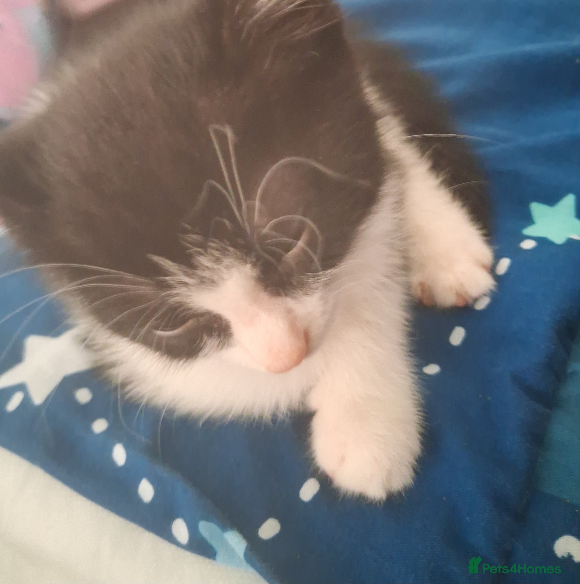 British Longhair cats Male kitten 8 weeks  - Advert 1