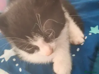 British Longhair cats Male kitten 8 weeks - Advert 1