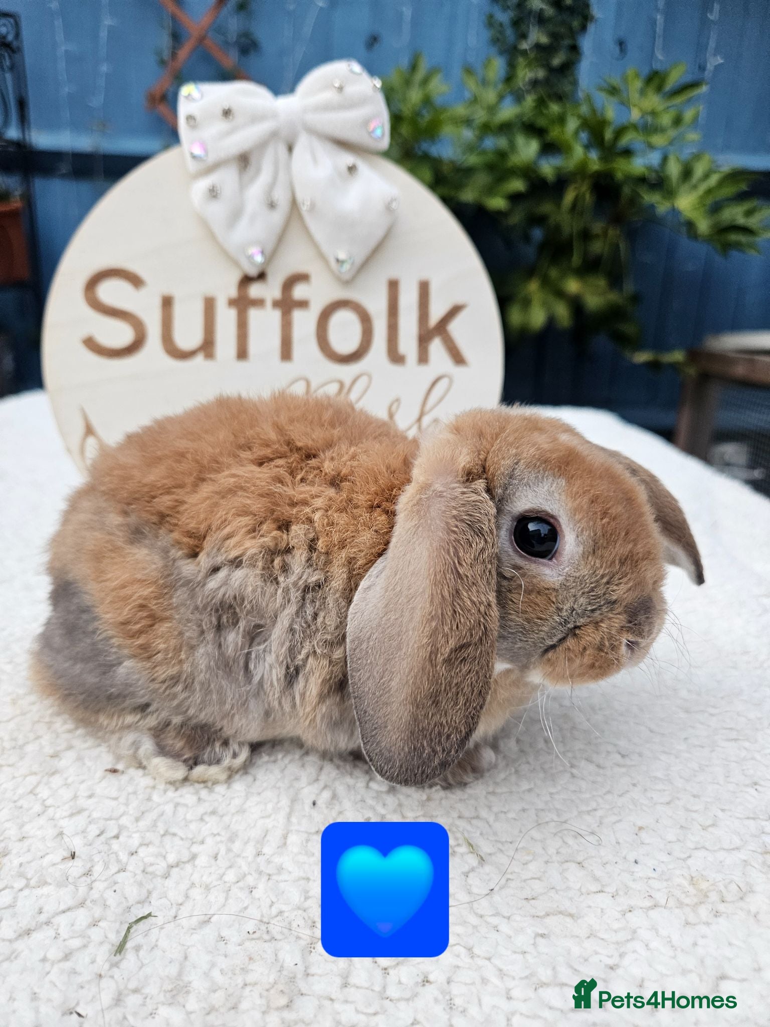 Mini Lop rabbits Purebred Mini Plush Lops- Suffolk - Advert 2