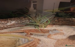 Bearded Dragon reptiles for sale: female bearded dragon with full set up - Image 10