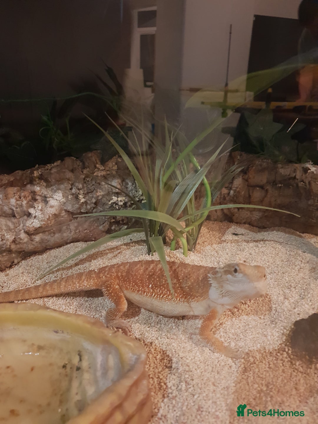 Bearded Dragon reptiles for sale: female bearded dragon with full set up - Image 10
