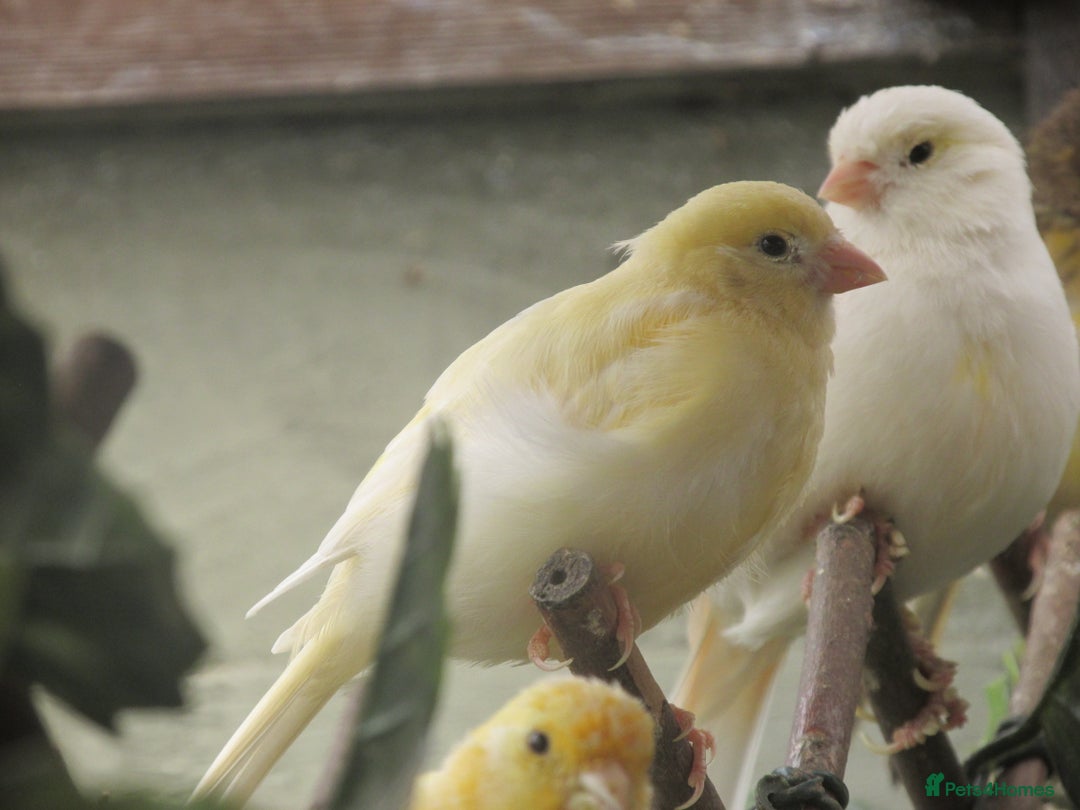 Canaries birds for sale: 2025 young aviary bred canaries for sale - Image 6