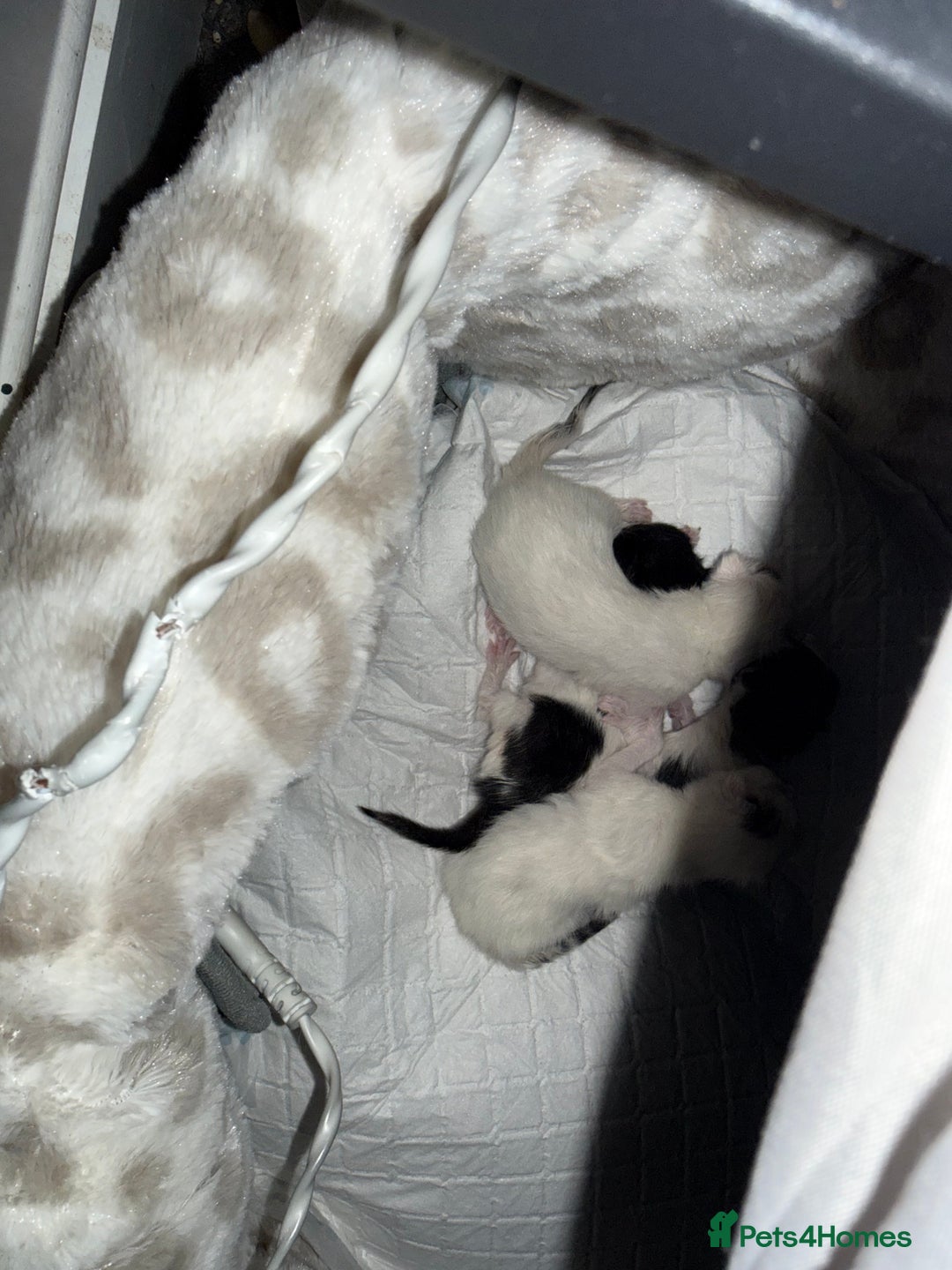 Domestic Shorthair cats for sale: Kittens for sale - Advert 4