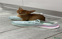 Abyssinian cats for sale: Ready to go TODAY! Delivery ✅ Neutered ✅ - Image 6