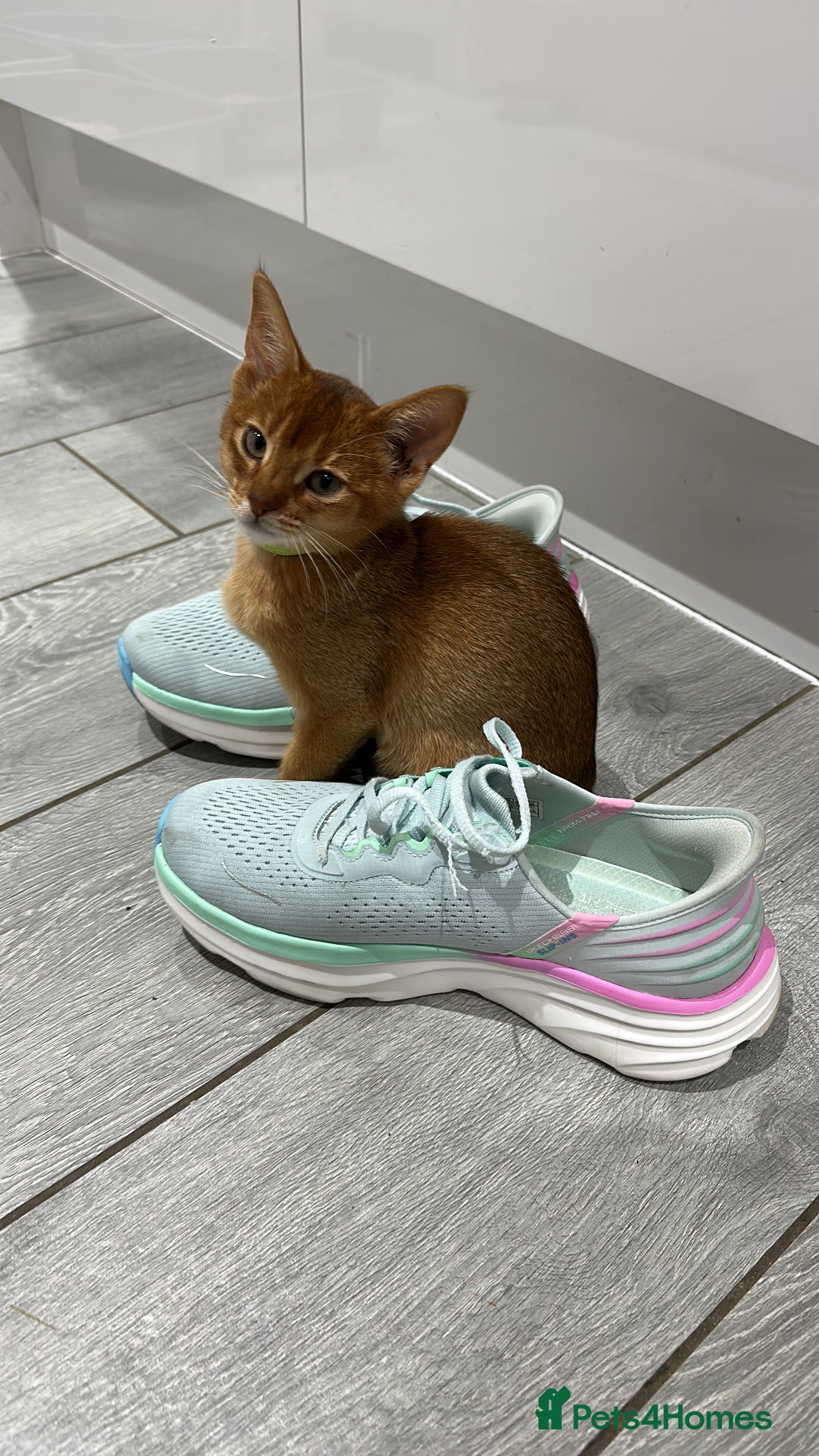 Abyssinian cats for sale: Ready to go TODAY! Delivery ✅ Neutered ✅ - Image 6
